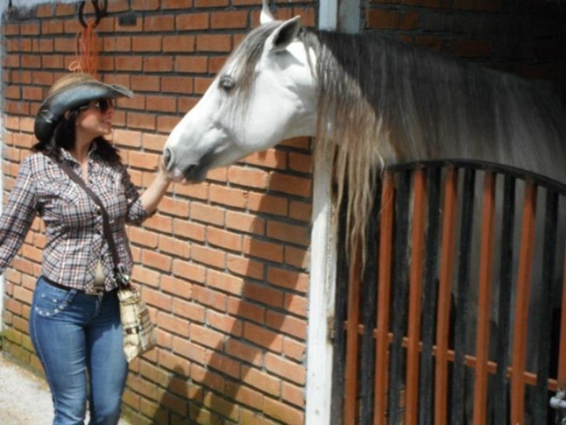  Nos chevaux